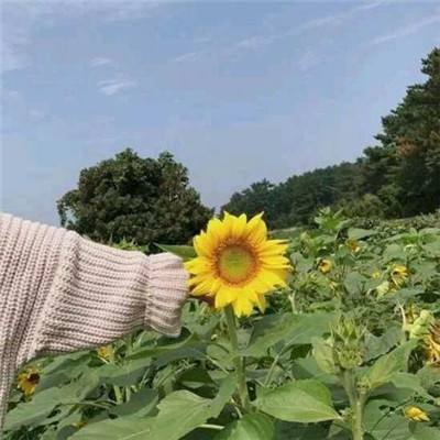 征天凤舞手游(暂未上线)v1.1 安卓版