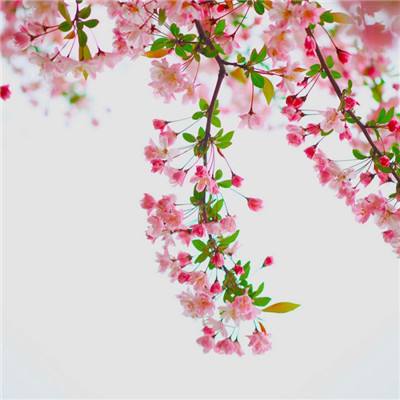 精灵盛典4399版下载